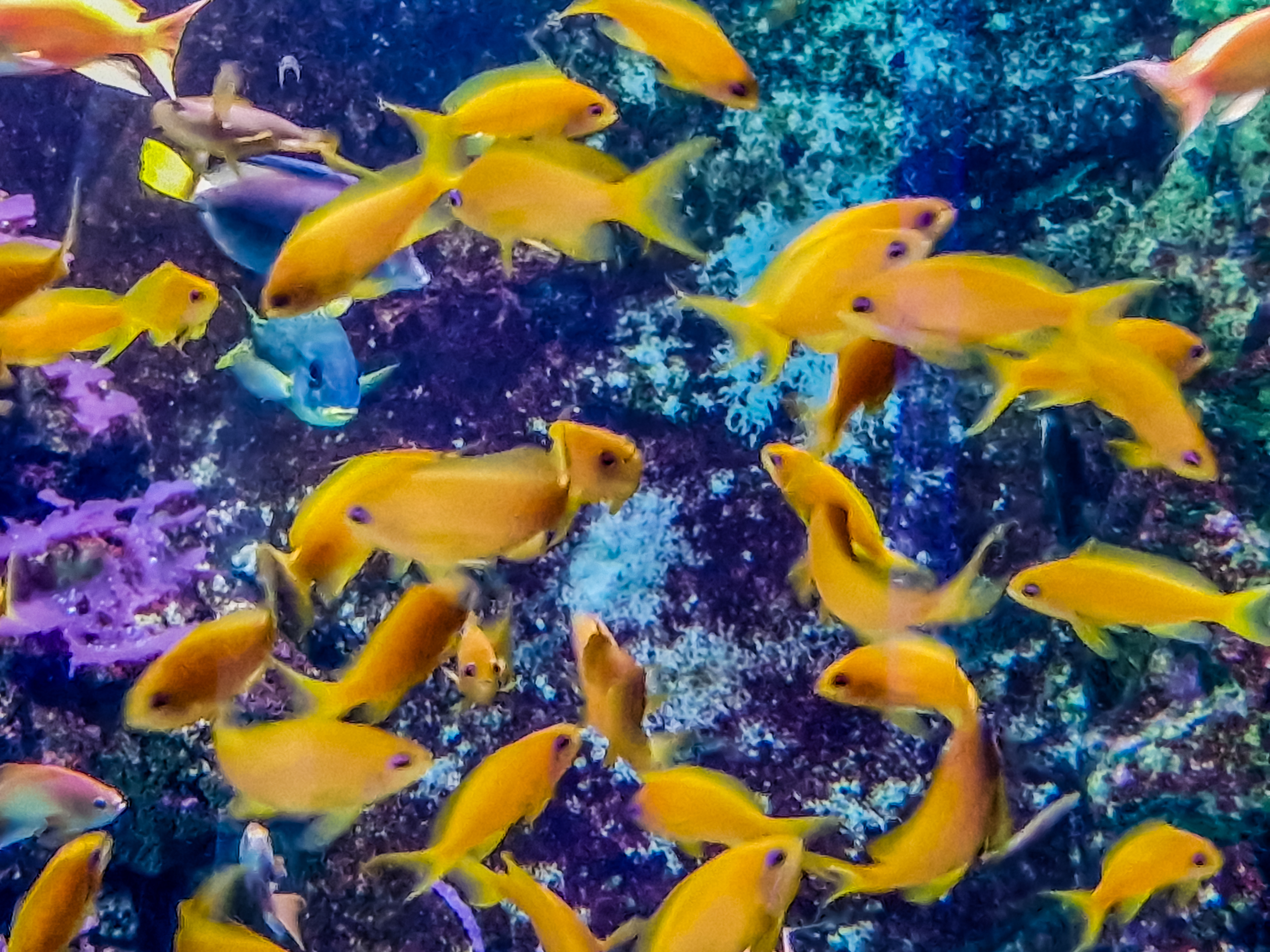 Coral Reef Gold Fish Lion de Mer, French Riviera